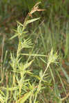 Lindheimer panicgrass